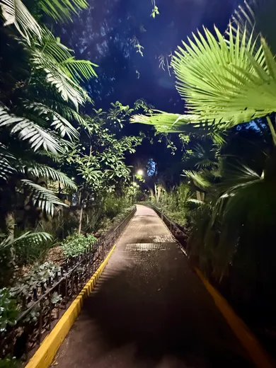 Photograph from Roma Norte and Condesa: Snapshots from a Leafy CDMX