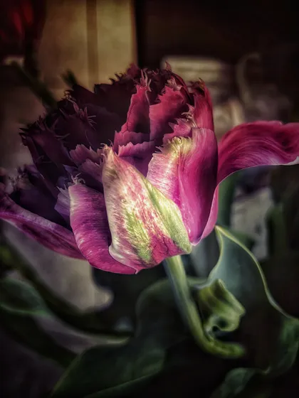 Purple Tulip