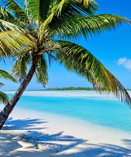 A single palm over the shallows