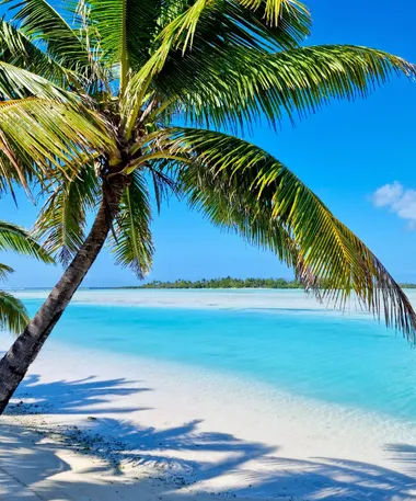 A single palm over the shallows