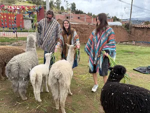 Feeding the alpacas, everyone in ponchos