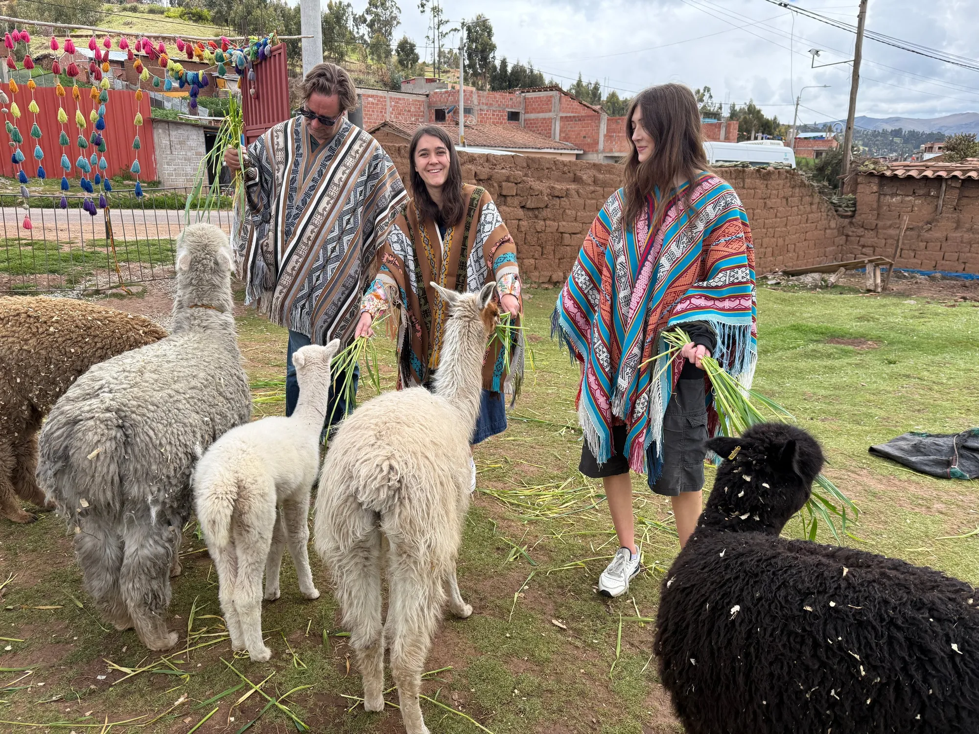 Feeding the alpacas, everyone in ponchos