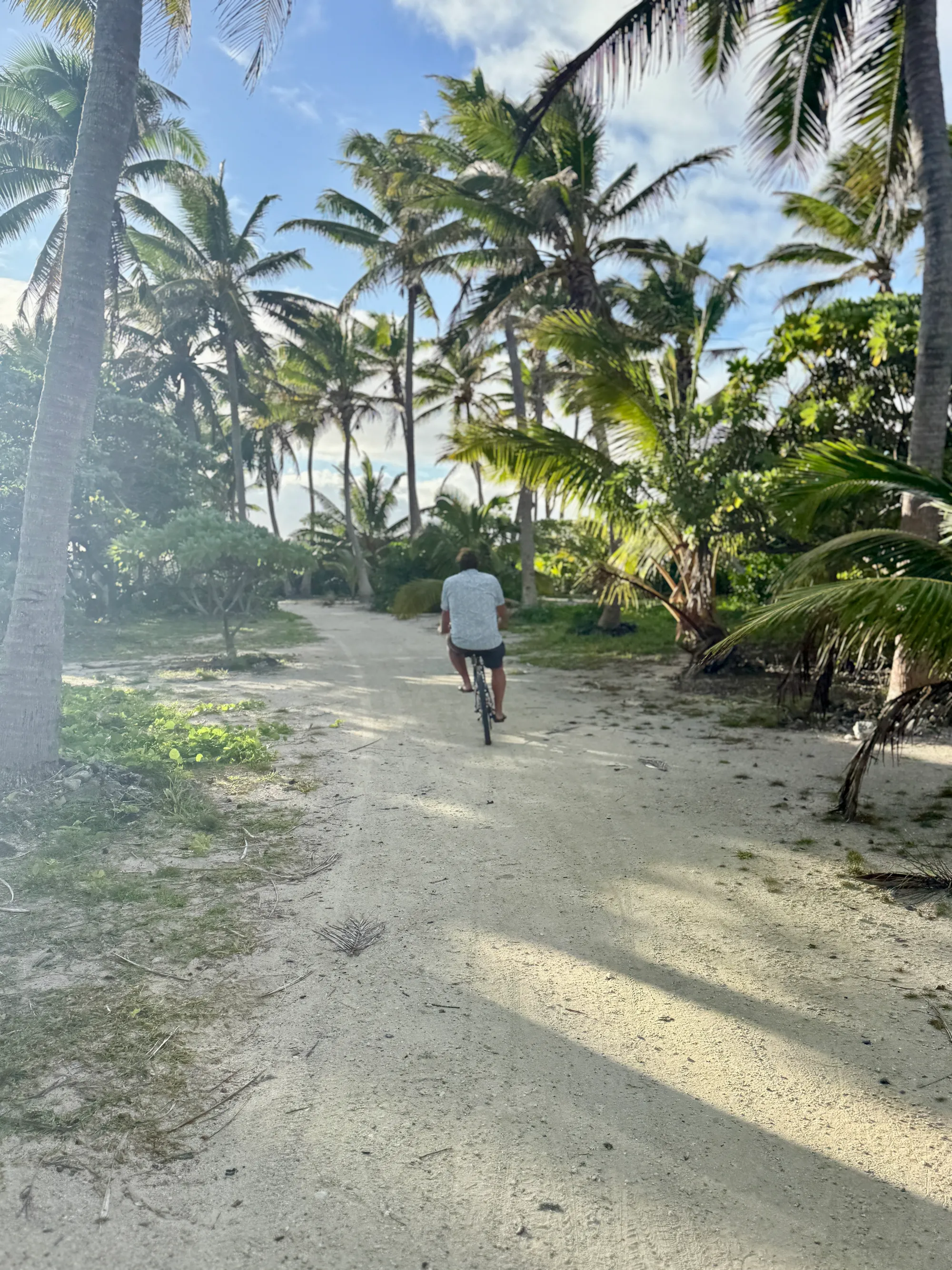 The sand track through the palms
