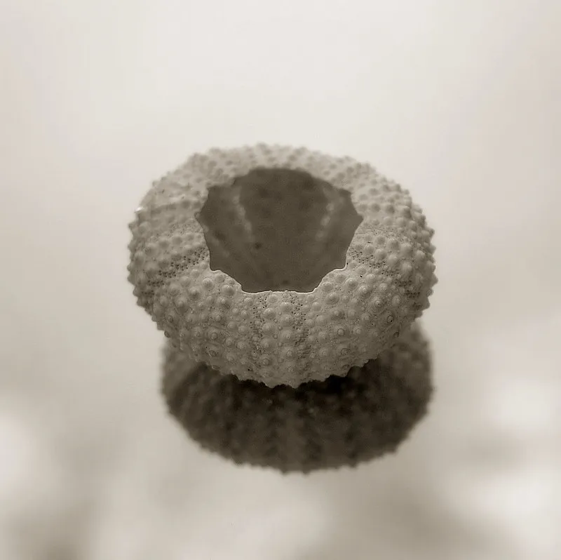 Sea Urchin