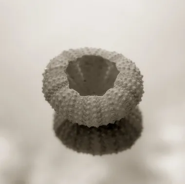 Sea Urchin