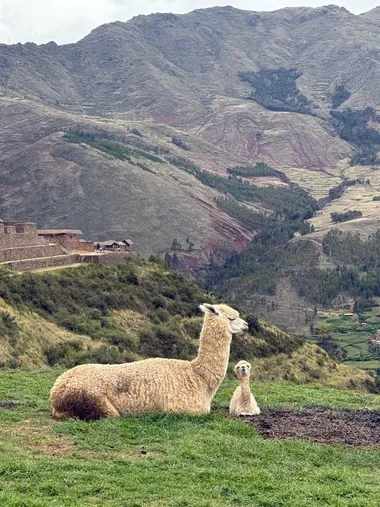 An alpaca and her cria above the valley